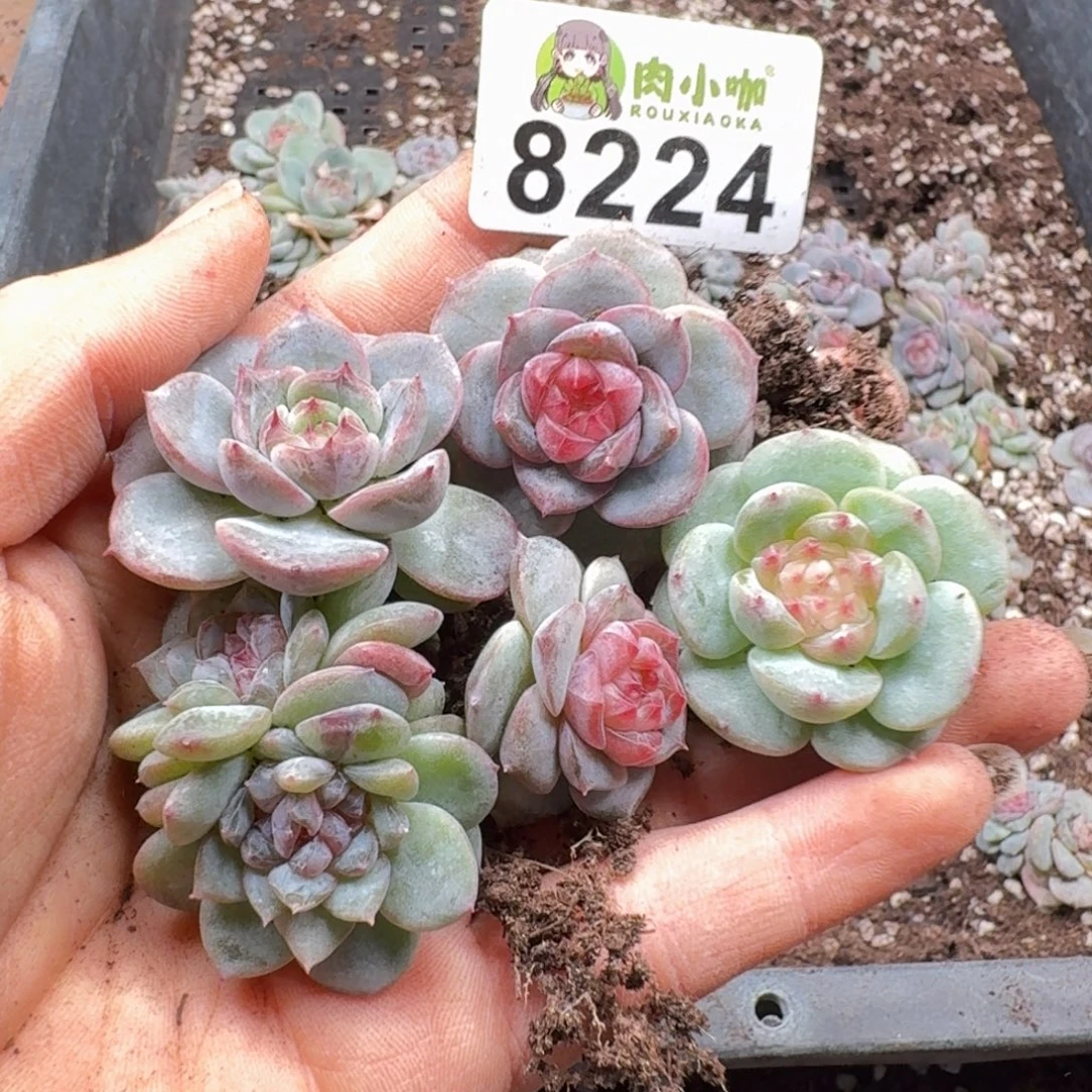 多肉植物多肉植物