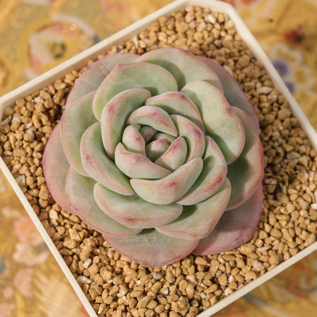 【从前慢甄选】奶油泡芙多肉  量拍链接