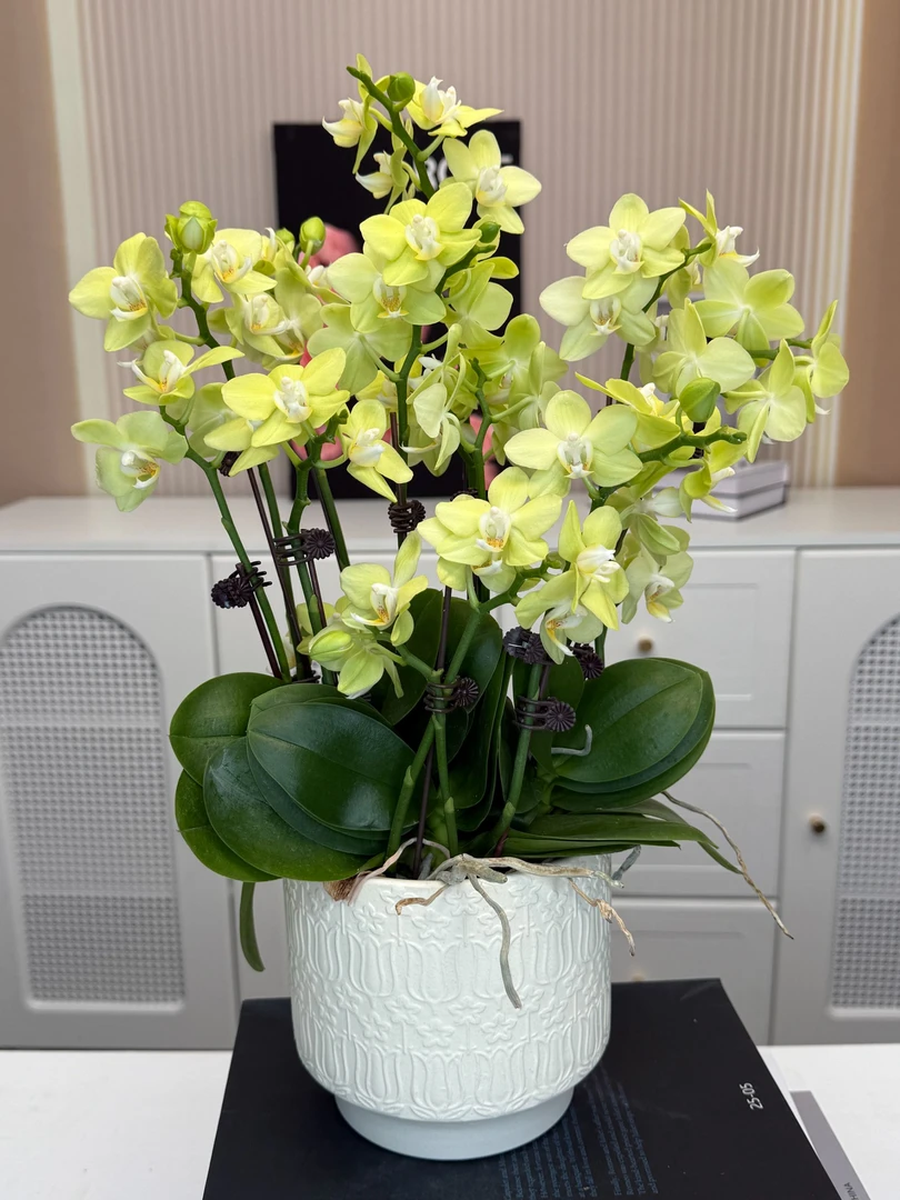 【台大微笑】蝴蝶兰 白粉色中小花型 四季花 室内花精品 源头基地直