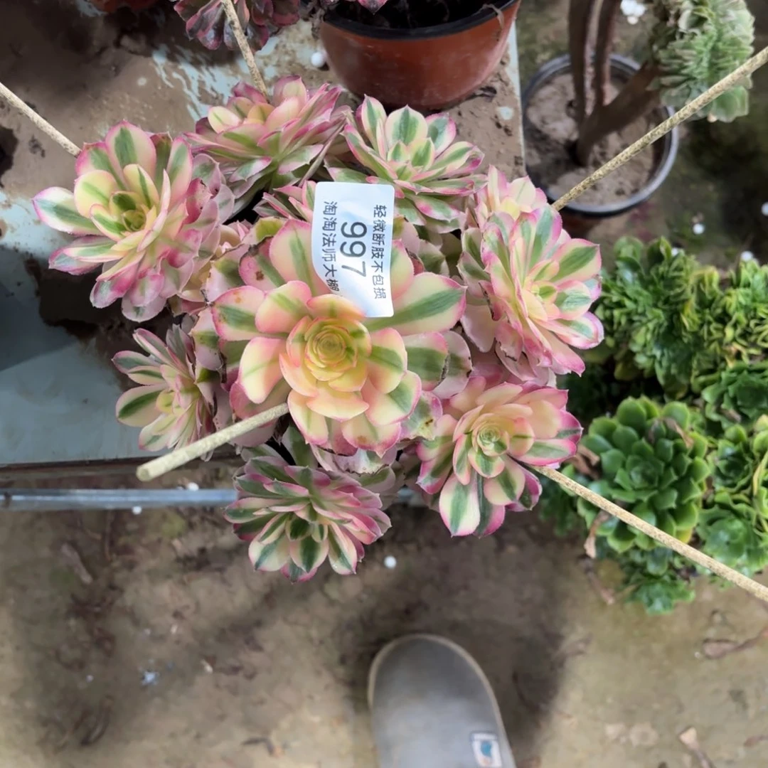 997倾城多肉植物法师