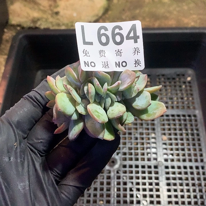 白凤缀化 多肉植物.9.27号左右发