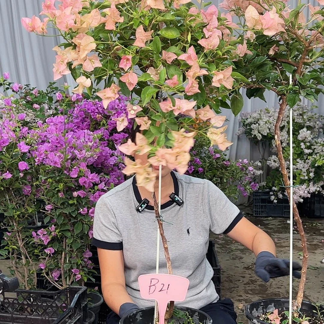 女***-大部分花苞少量开放B21卡亚塔