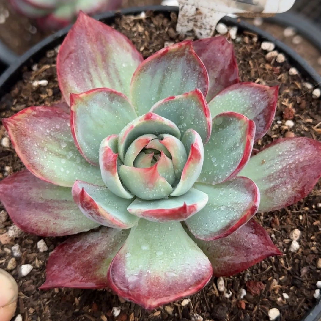 惊鸿一物一拍包装包装收缩花旱777