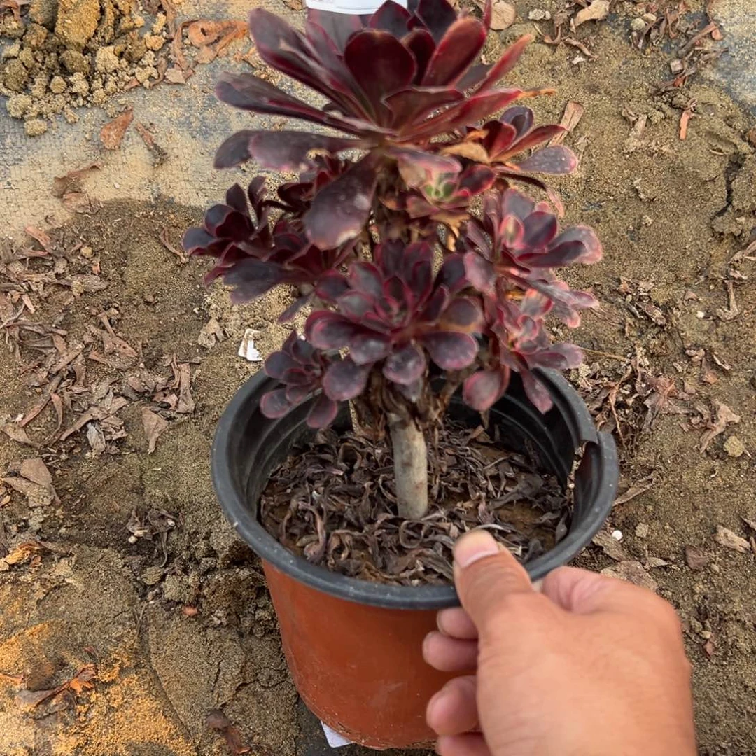 972香内儿多肉植物法师