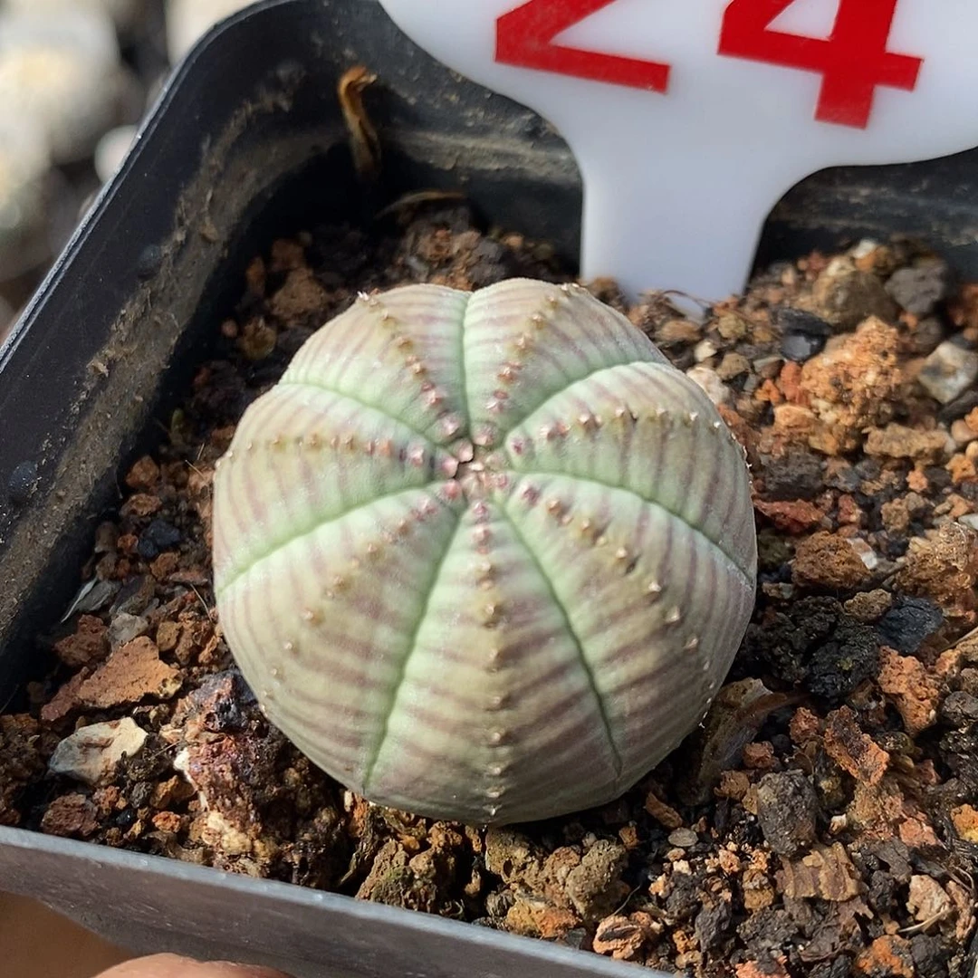 24布纹球系列产品福利
