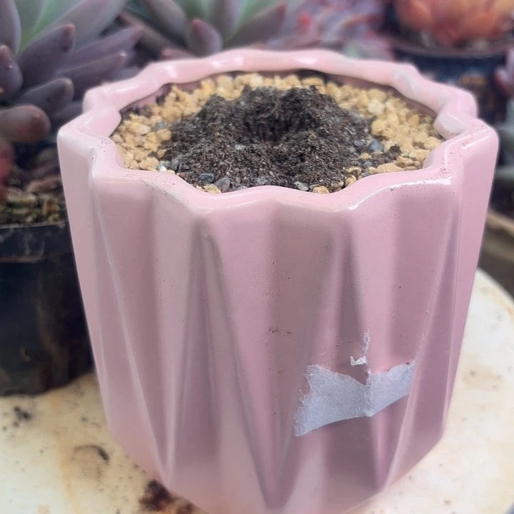 花盆花盆花盆花盆