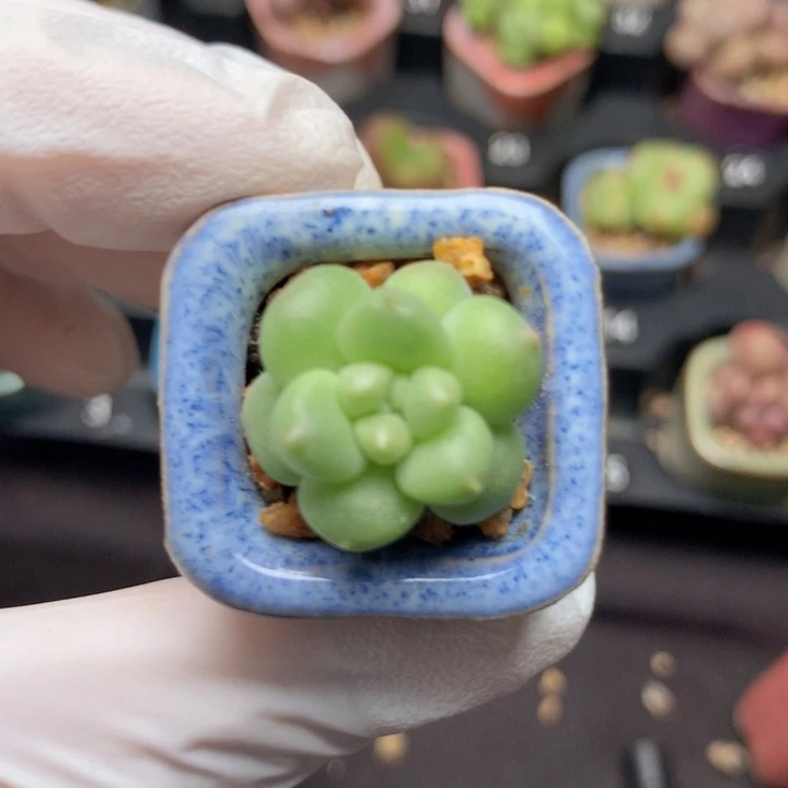 芙蓉雪 出状态超奶呼呼