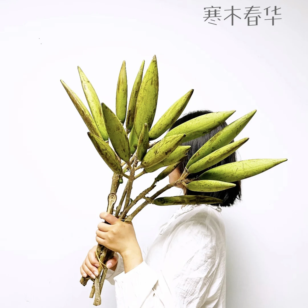 【火焰木】云南鲜切花火焰木水培瓶插装饰花期久可做干花