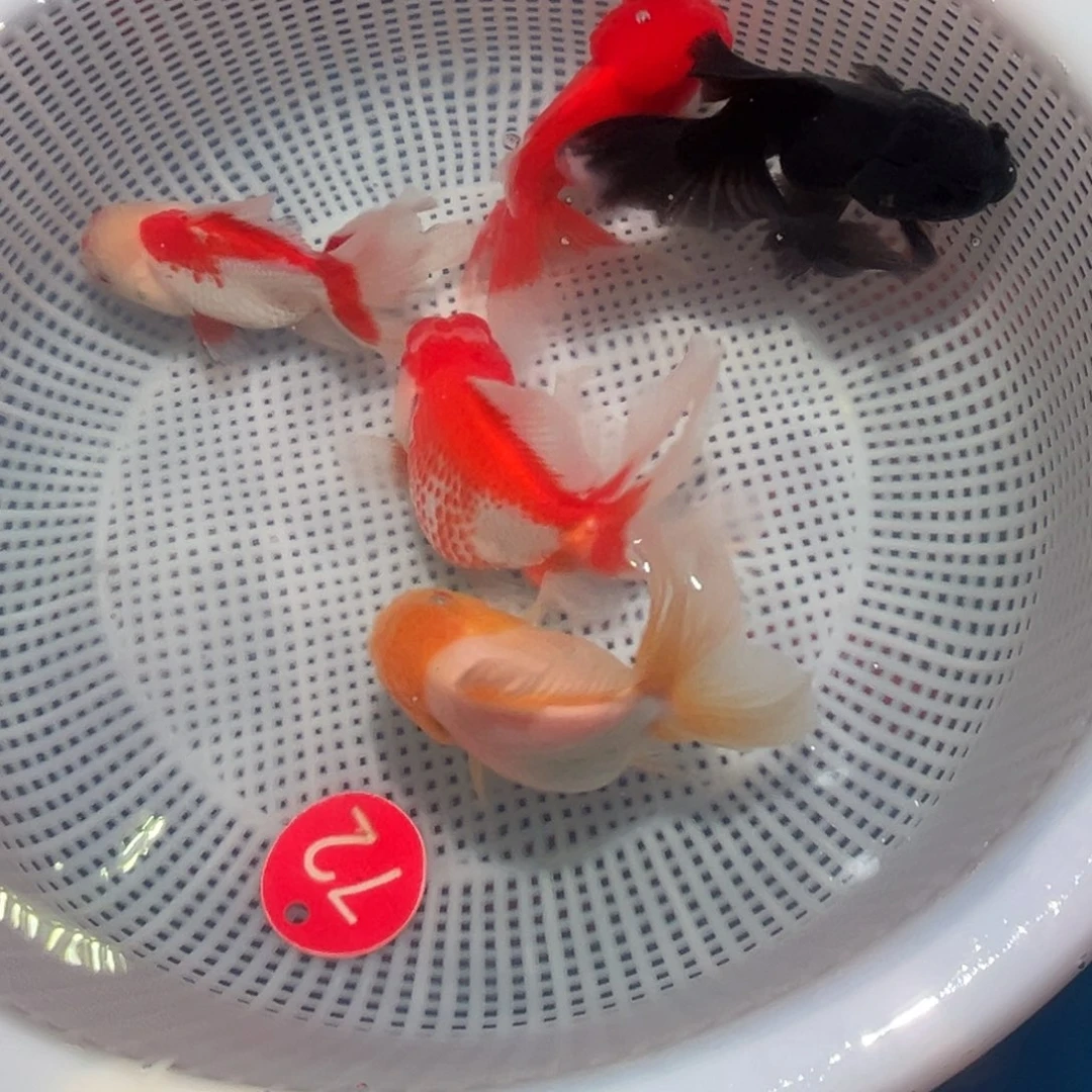 金鱼冷水观赏鱼混搭
