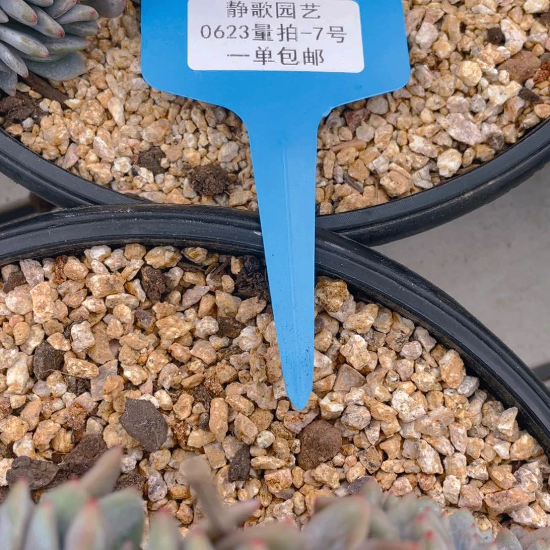 0623-7-石榴籽星影缀化一颗