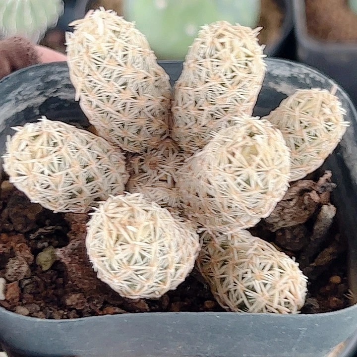 紫王子自根仙人球