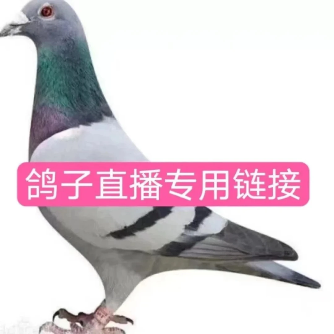信鸽 成绩鸽 种鸽公棚 地方赛