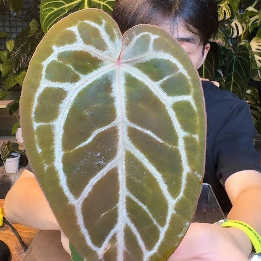 完全开放Z86skg红