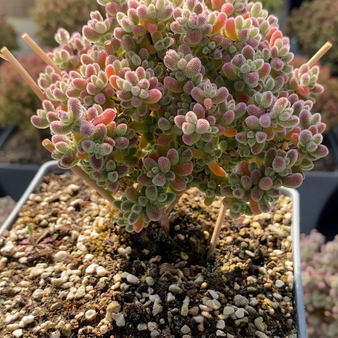 不****～优选冰晶5621枝干番杏