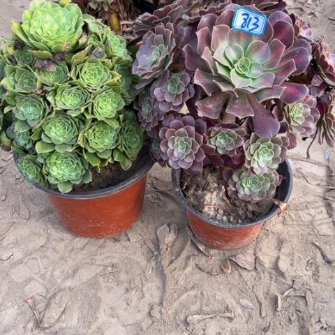 813多肉植物组合，