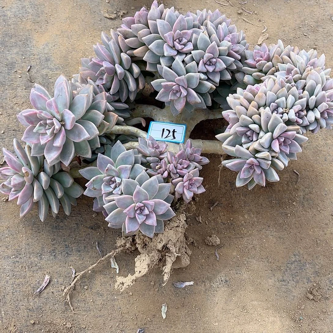 125号淡雪缀化一物一拍