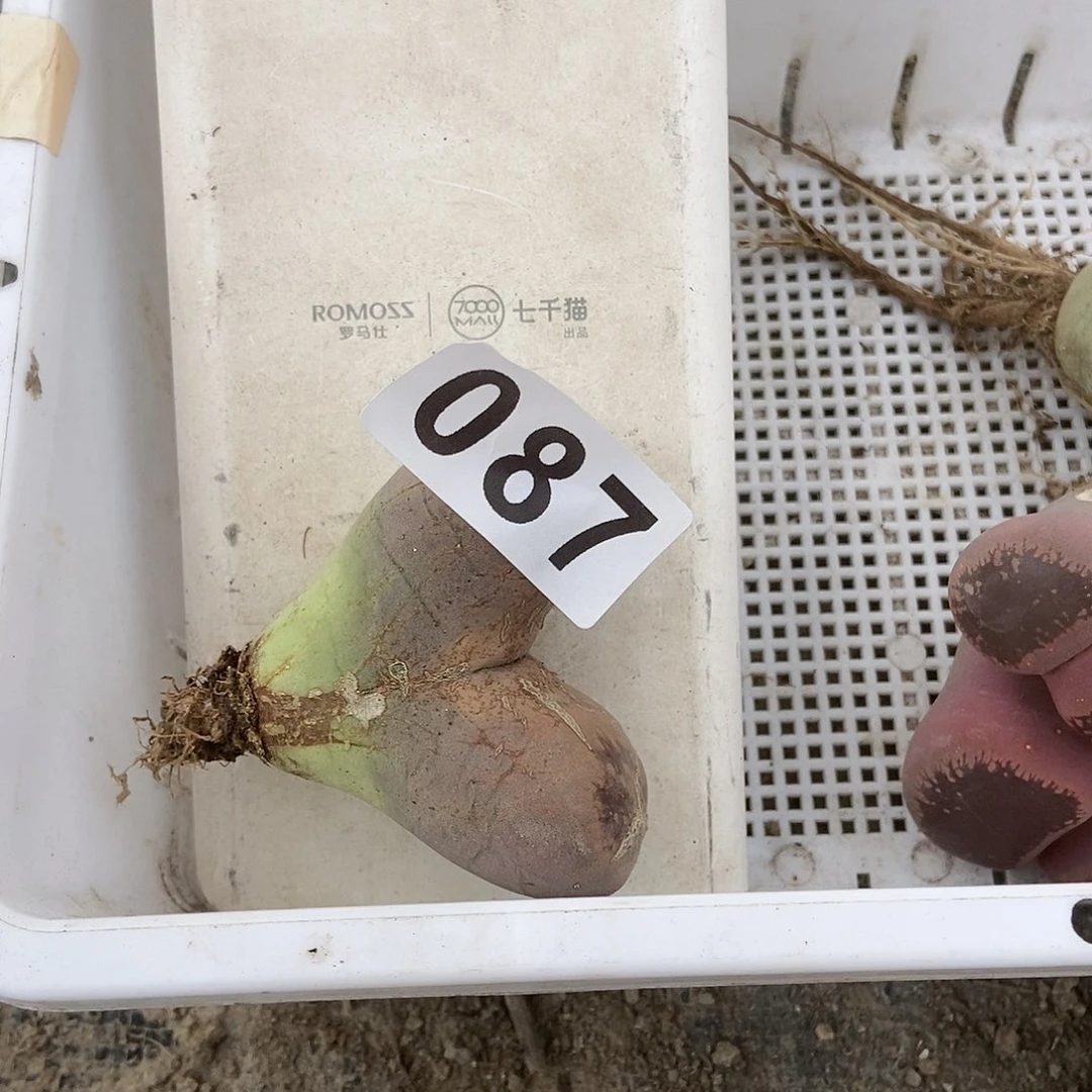 生石花一物一拍087