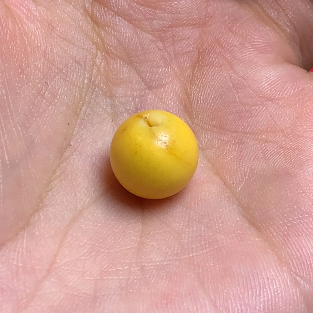 手串/手链橄榄核或***y配饰