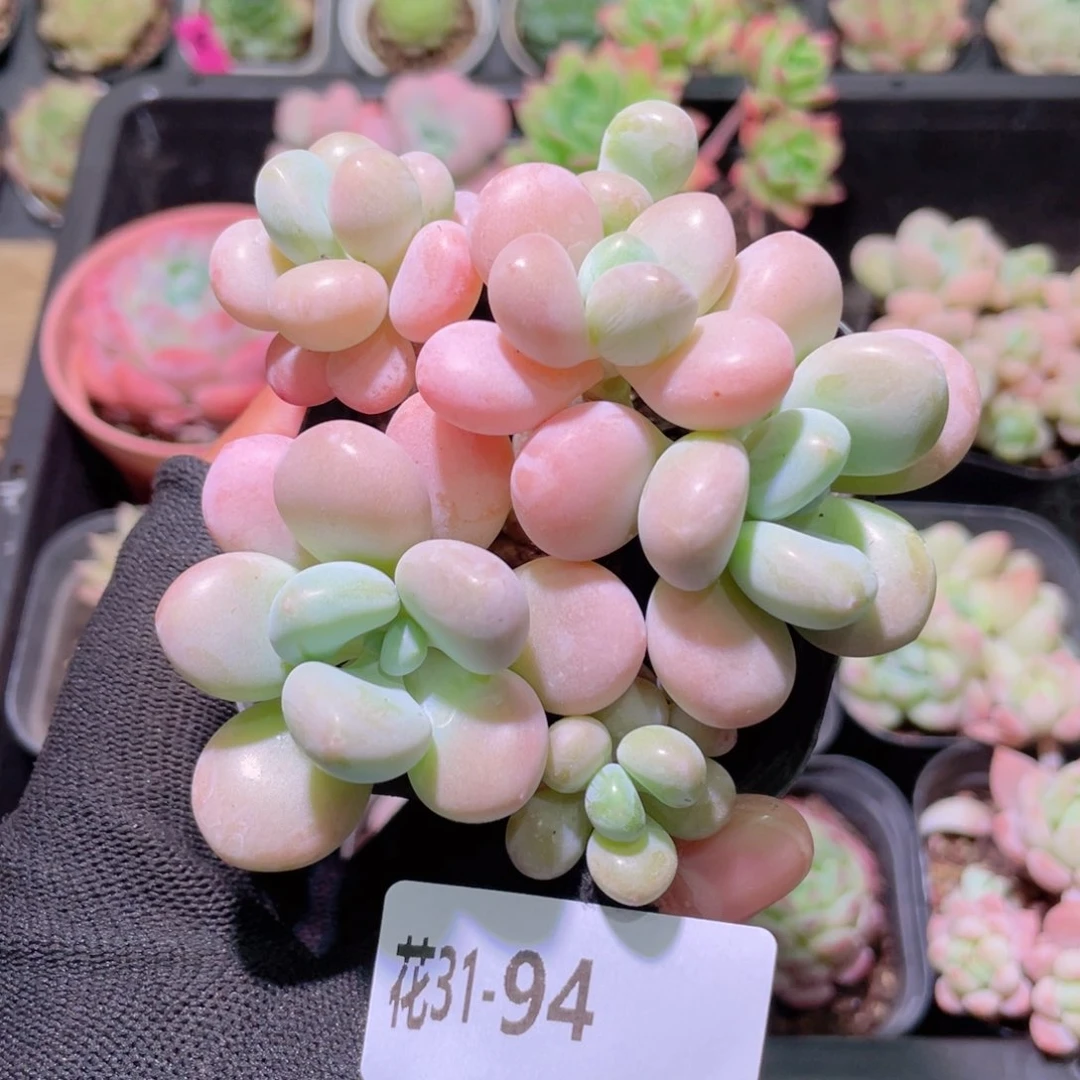 花利美31-94洛神