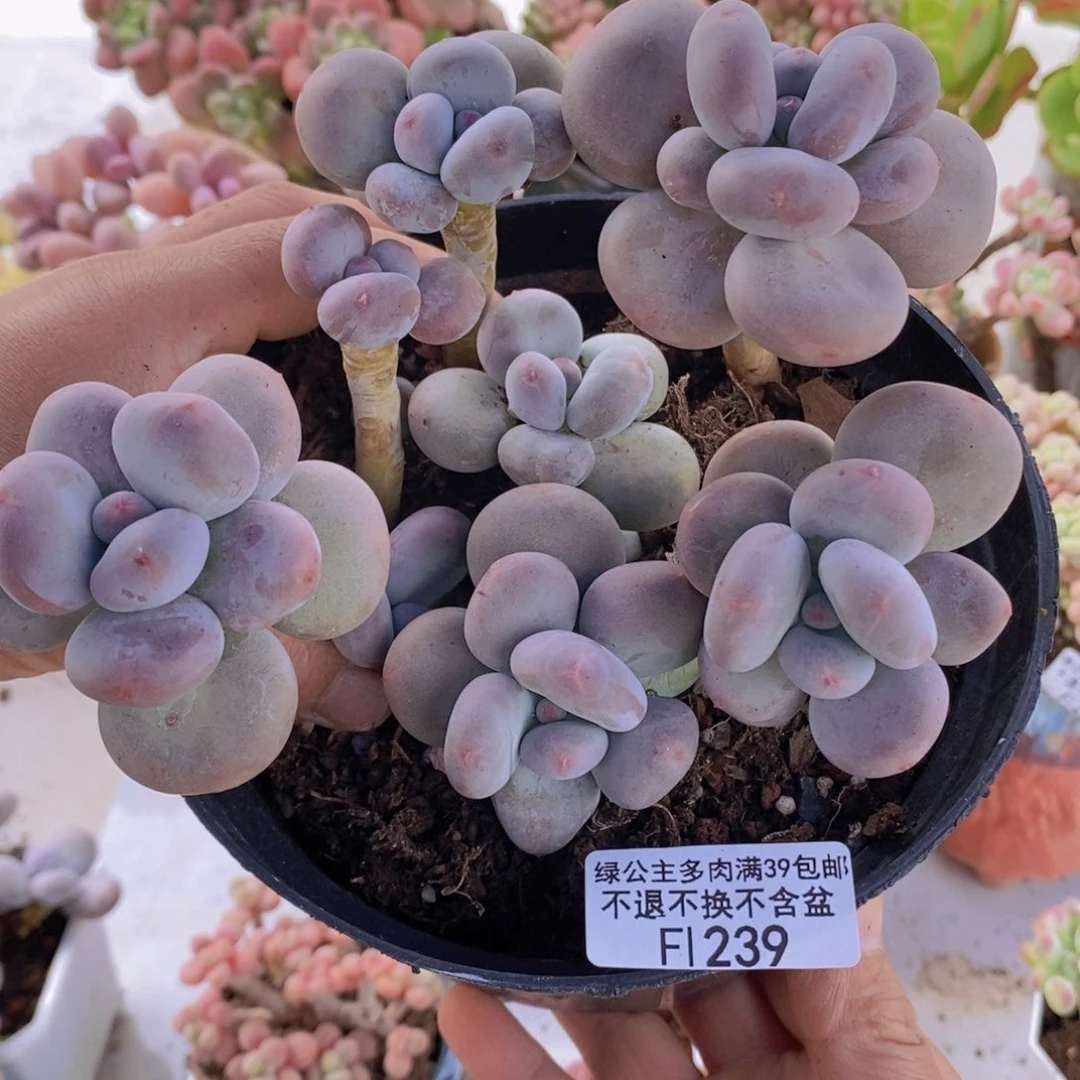 黄金大叶奶散拼13cm239多肉