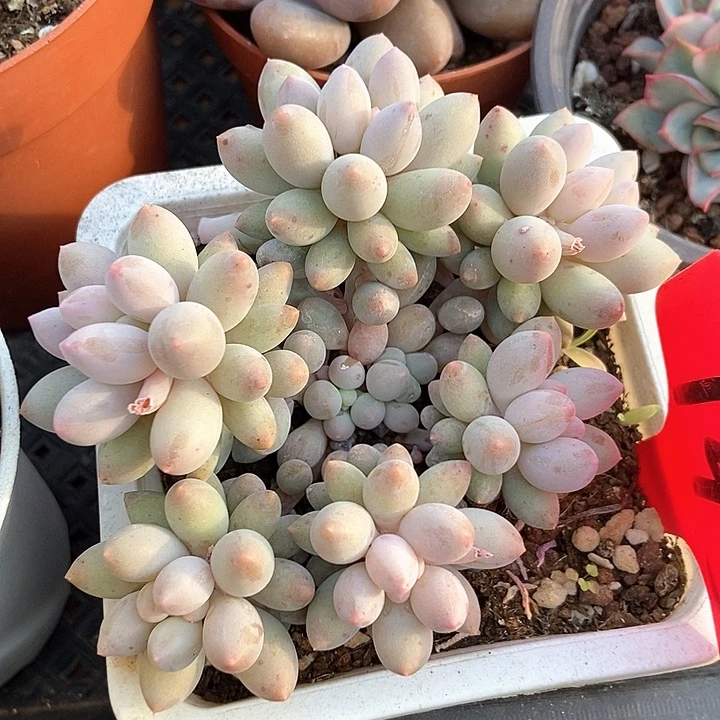 多肉植物手指145