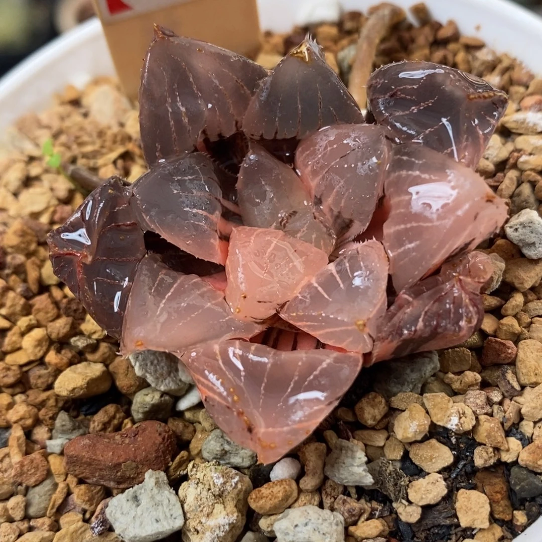 5糯玉露锦一物一拍