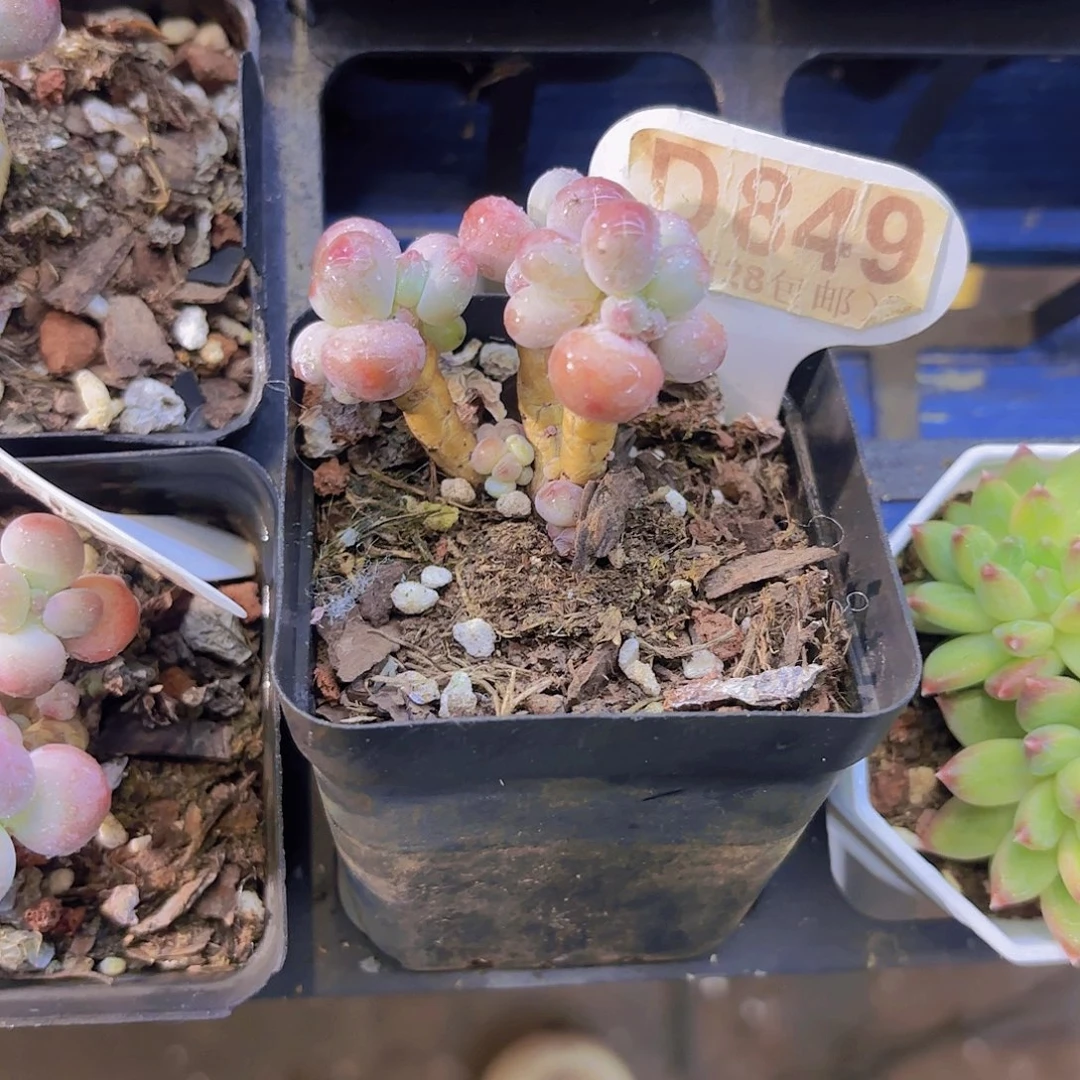 D849苹果奶一物语拍