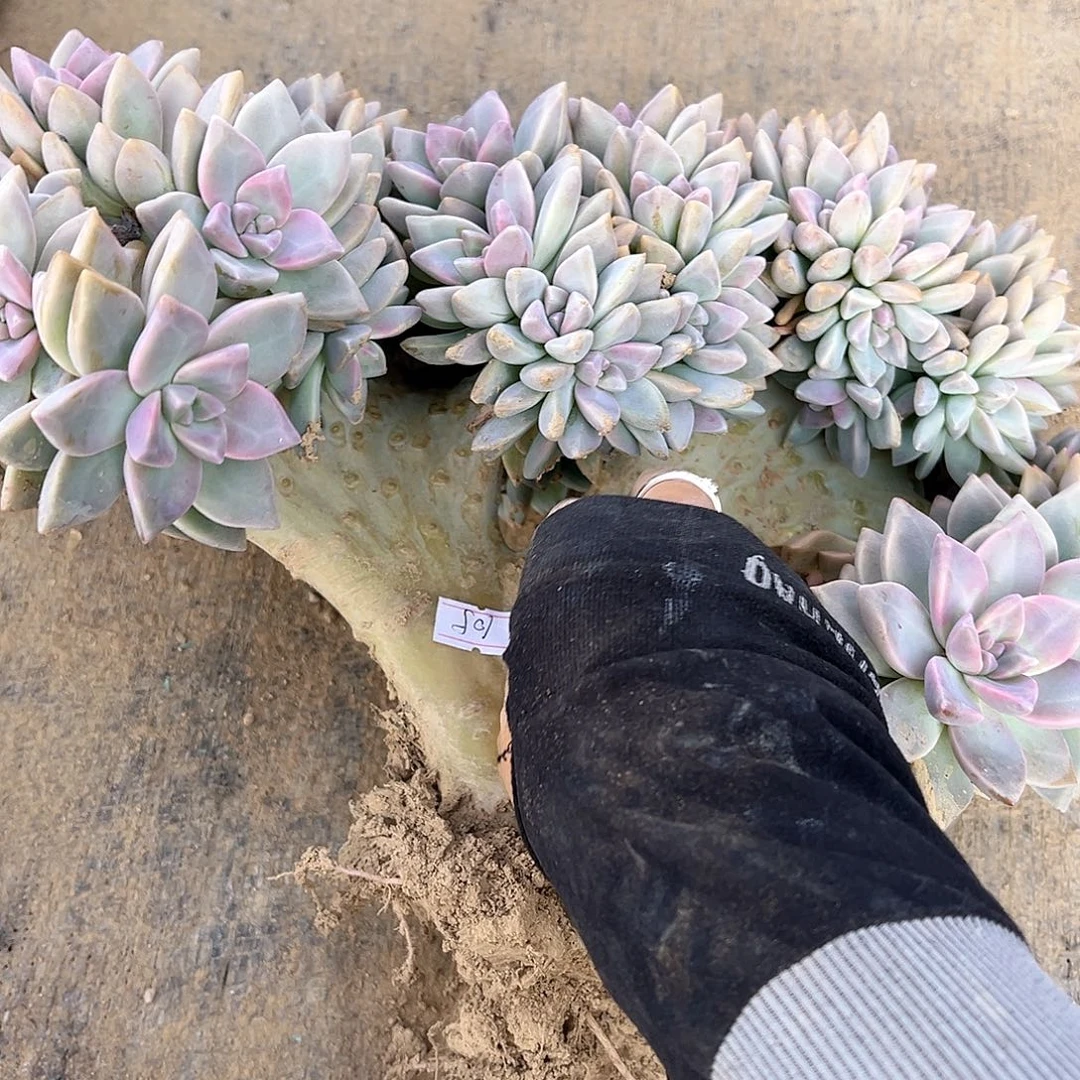 霏***105号淡雪缀化一物一拍