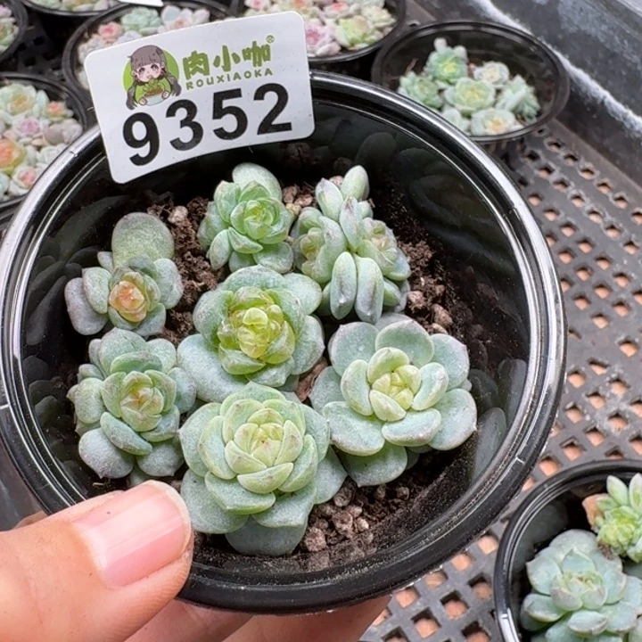 多肉植物多肉植物