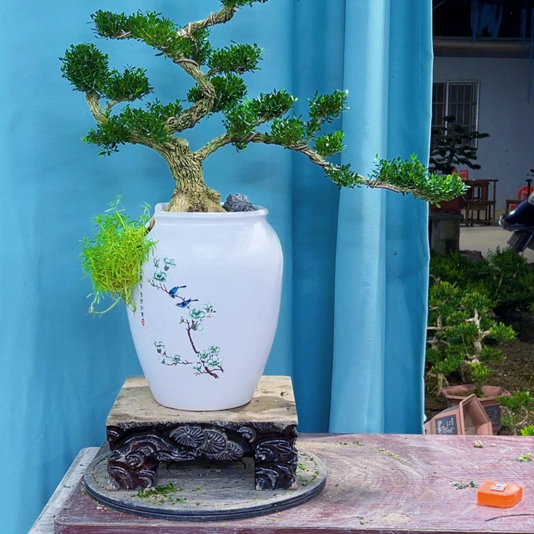 无花朵高端黄杨盆景艺术