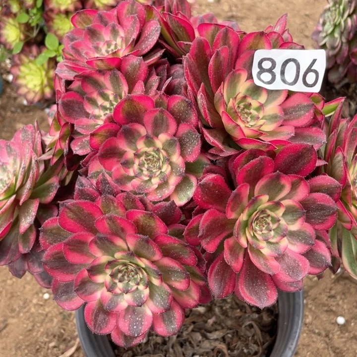 806多肉植物月蝉