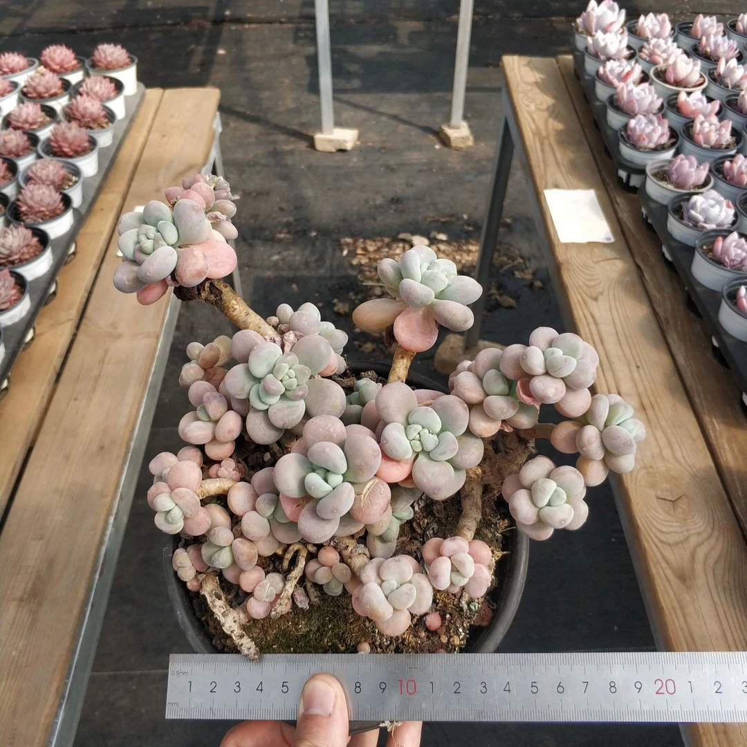 【红洛神16cm盆】云南多肉