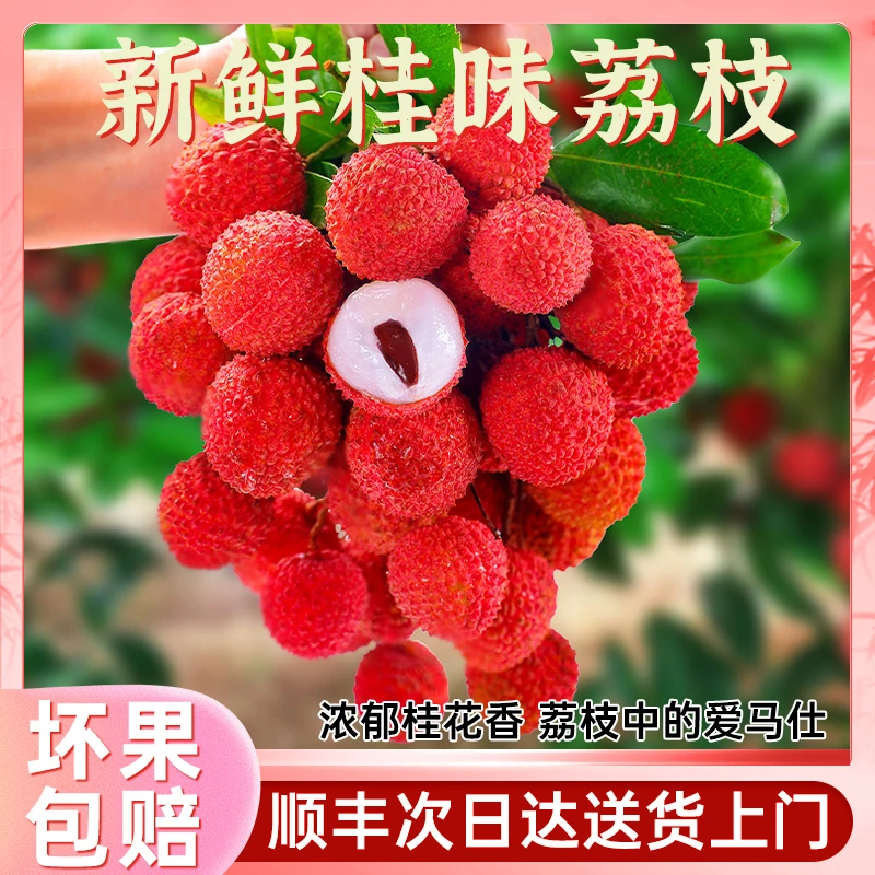 {次日达}-桂味荔枝精品老树果爆甜多汁现摘现发新鲜应季水果1-4斤荔枝荔枝同城送