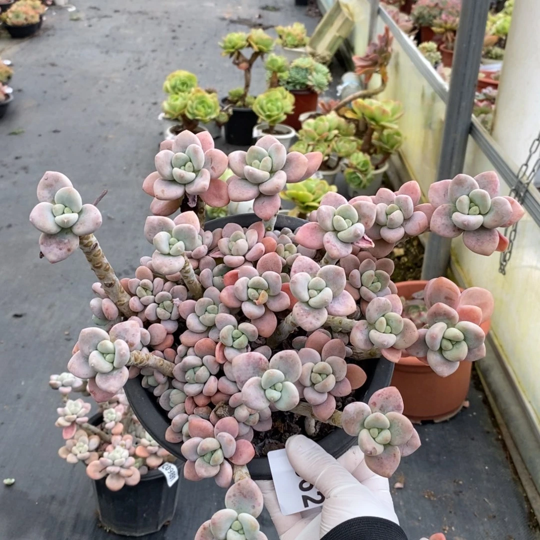 4662红洛神一物一拍