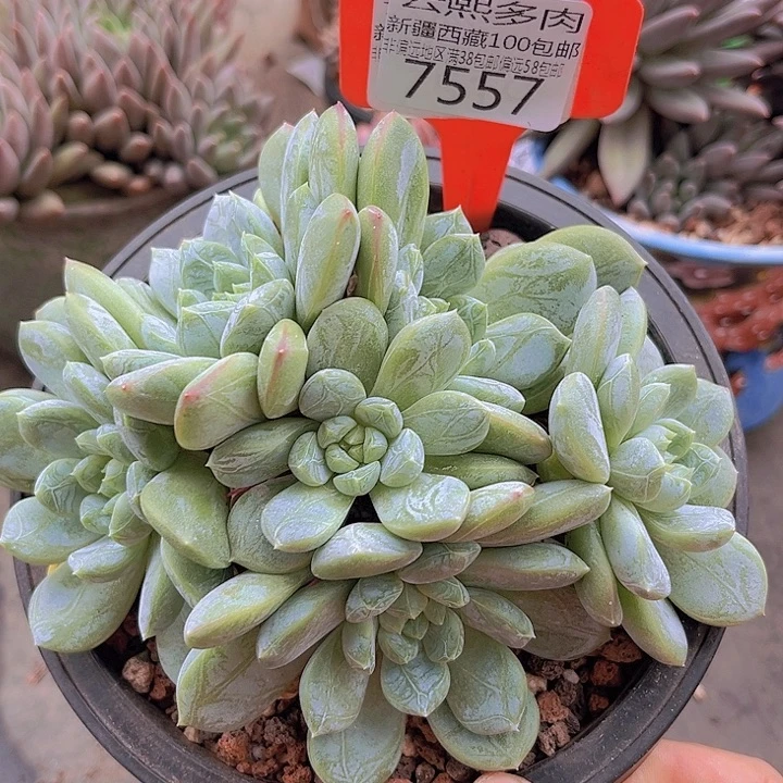 7557百搭翡翠。