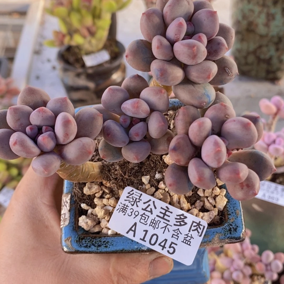 仙子奶9cm1045多肉植物