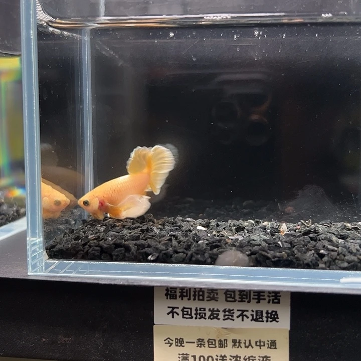 斗鱼一单包邮13日115