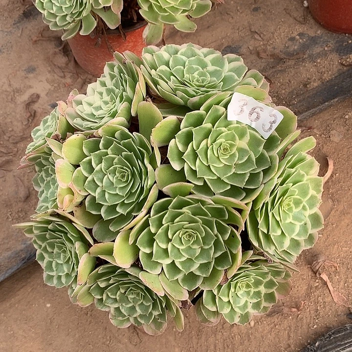 多肉植物桃美人363号