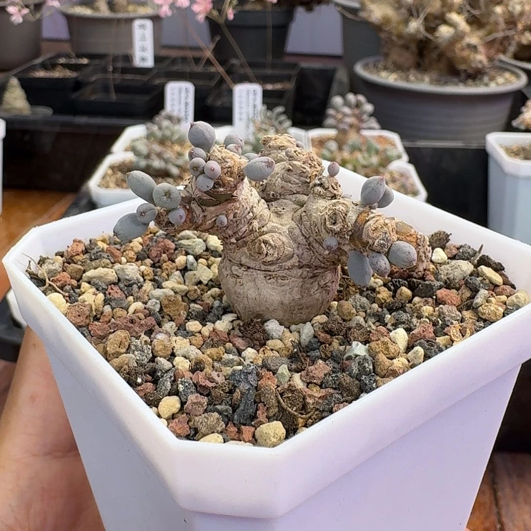 S***o卡拉菲厚敦菊，七方盆