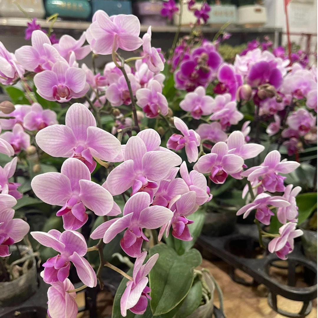 【一小时到家・蝴蝶兰单支（不带盆）】 2025年宵花 鲜花同城小时达