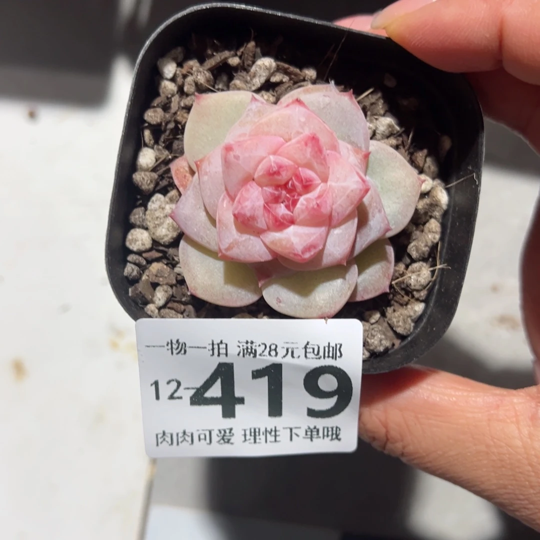 凤仙花多多肉多肉多肉