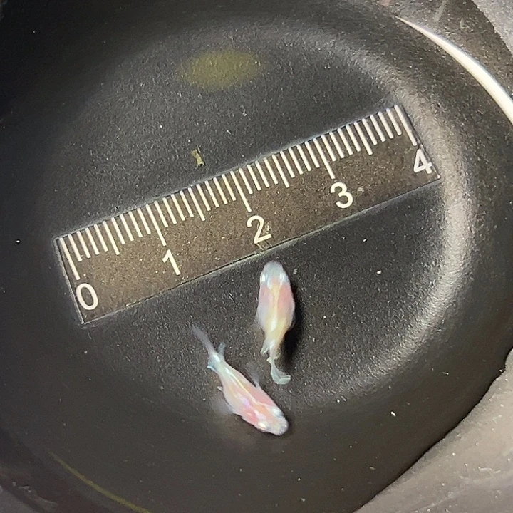 青鳉鱼蛋白石球一组98