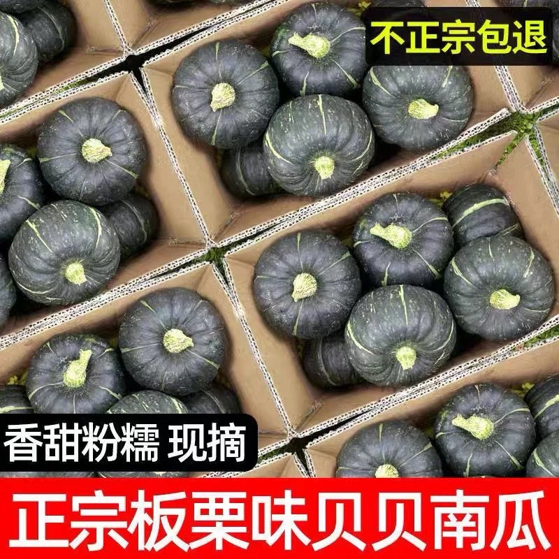 【水瓜包赔】产地直发正宗贝贝南瓜网红南瓜粉糯香甜宝宝辅食4.5斤