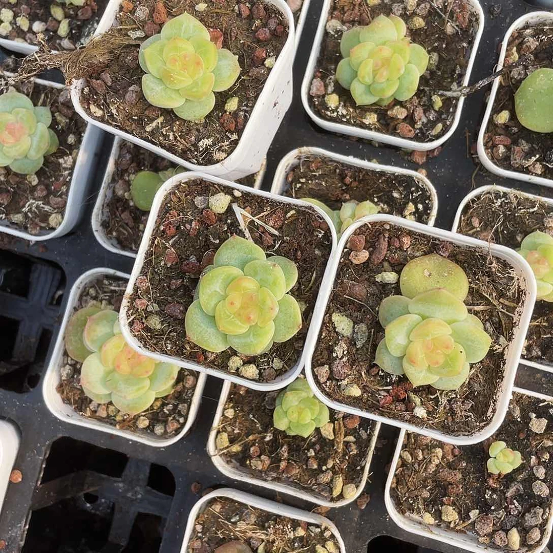 粉甜心中苗盆外棚一个满25包邮