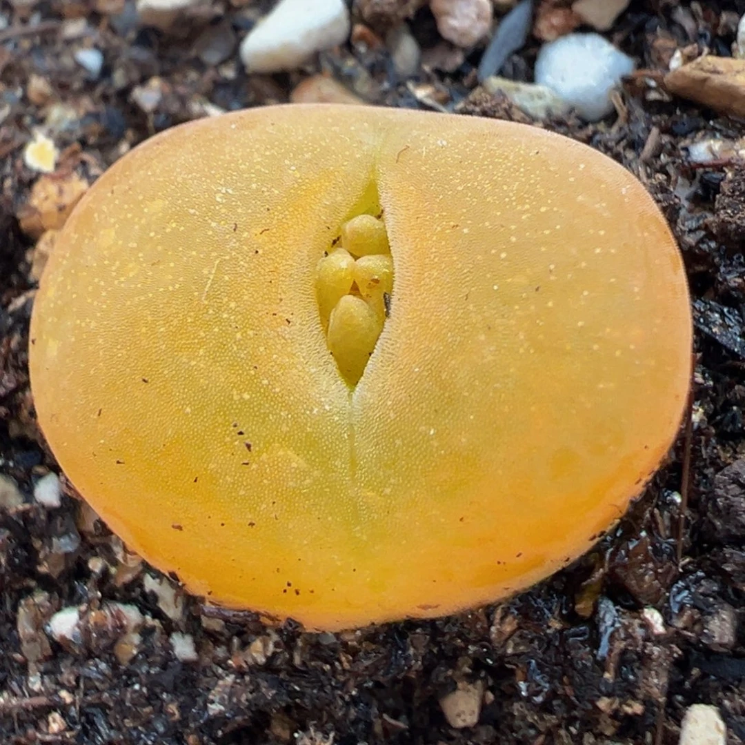 橘蟠桃多肉植物带盆