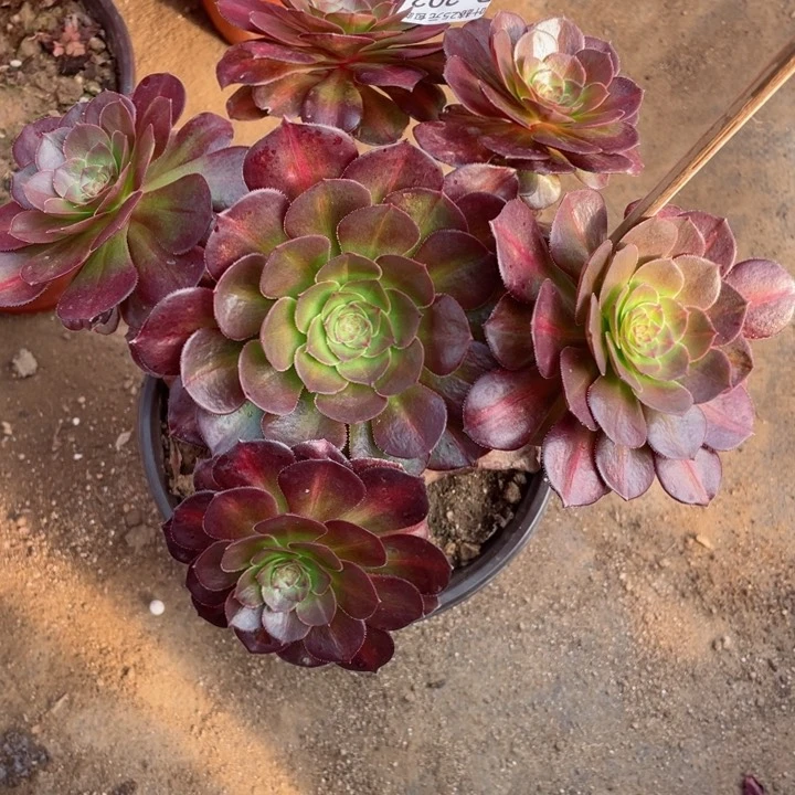 我***～202抹茶多肉12345678