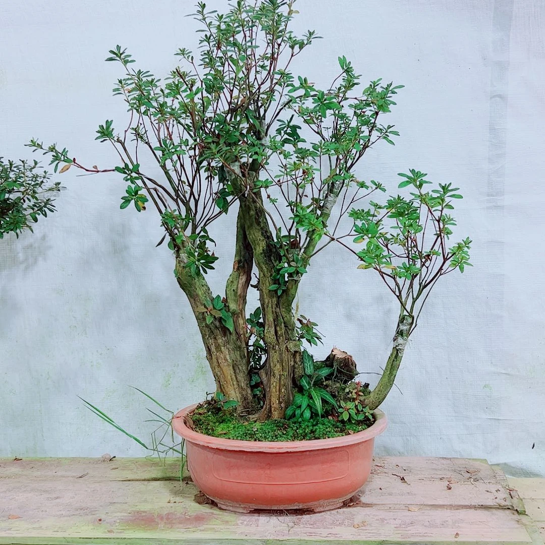 无花朵杜鹃花不包邮