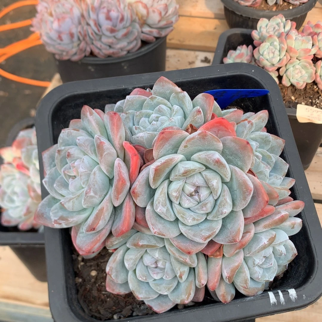 17厘米有砍九头冰玉 捧花 79