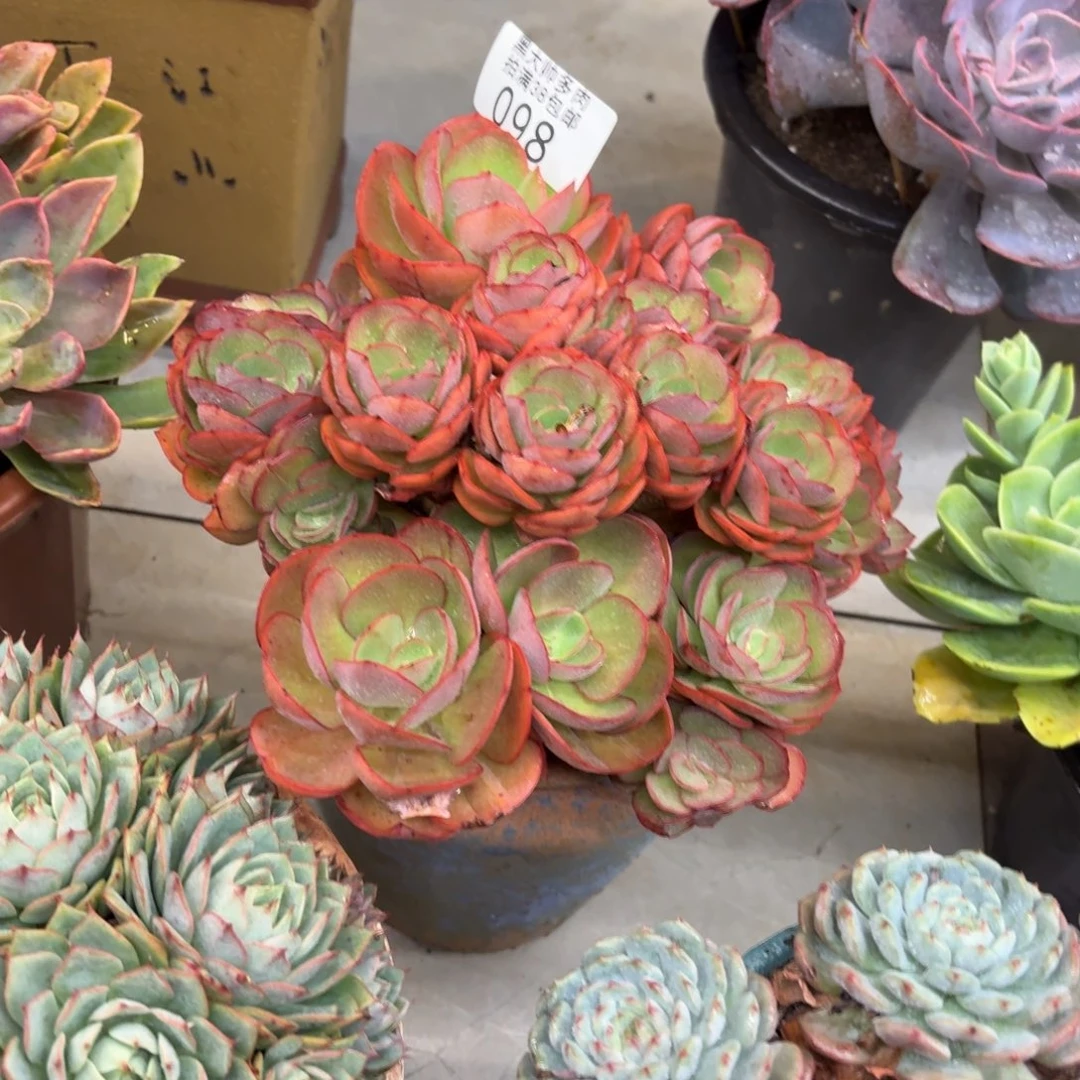 黄***姐黑大帅多肉98秀妍