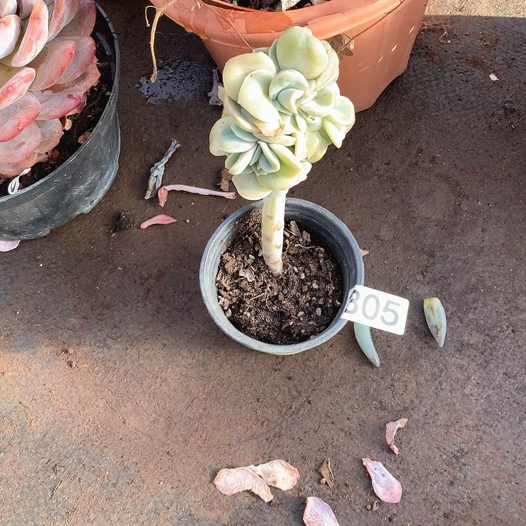 305可爱玫瑰 一物一拍多肉